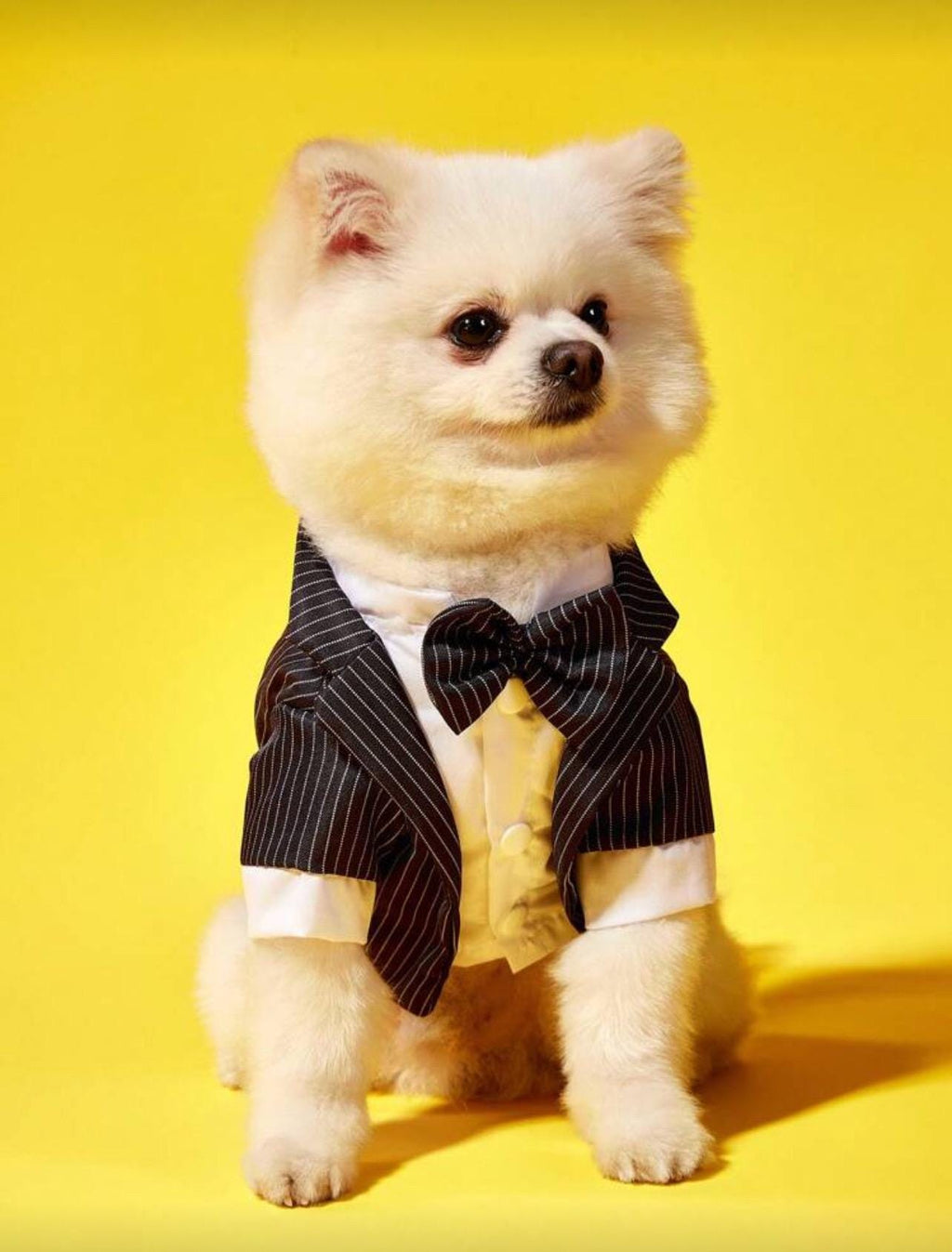 Elegant Dog Tuxedo Suit | Formal Pet Outfit with Bow Tie | Wedding, Christmas & Photoshoot Dog Clothing