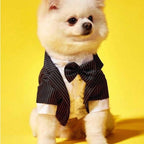 Elegant Dog Tuxedo Suit size chart showing chest and back length measurements for different dog sizes.