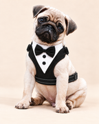 A small fawn pug puppy wearing a black and white tuxedo harness costume, sitting against a solid beige studio background.