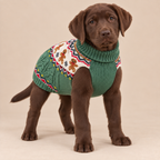 A chocolate Labrador retriever puppy wearing a green knit sweater with a colorful Fair Isle pattern, standing against a solid beige studio background.
