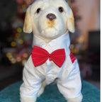 Stuffed dog toy wearing a white shirt and red bow tie with a blurred festive background.