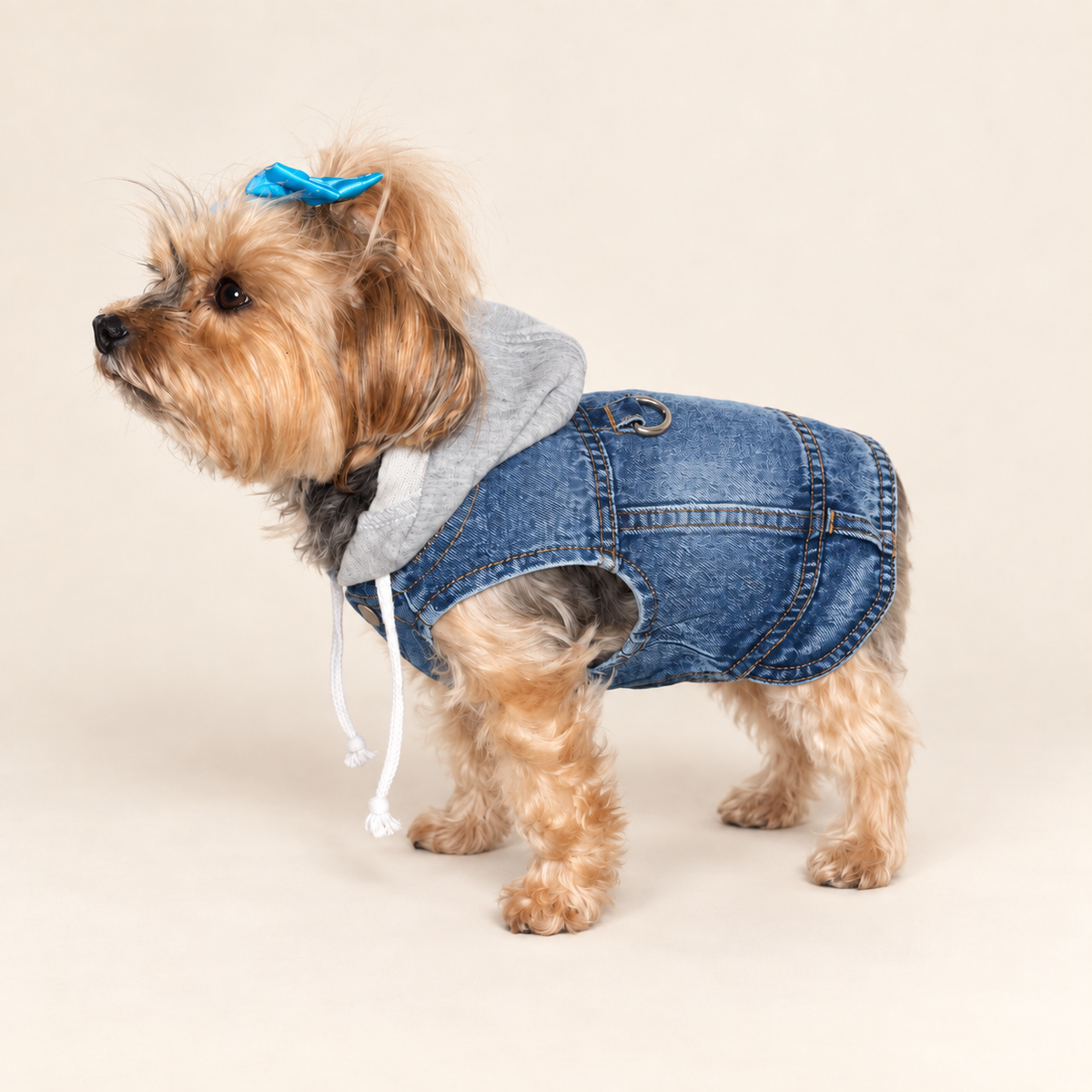 A small Yorkshire Terrier wearing a blue denim-style pet jacket with a gray hood and white drawstrings, with a bright blue bow.