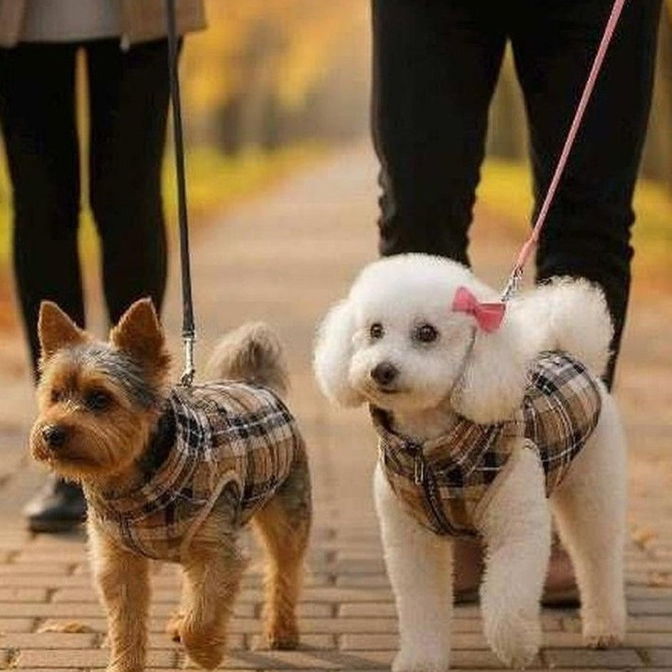 Two dogs on leashes being walked on a brick path with people in the background.