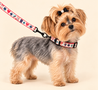 Yorkshire Terrier wearing the festive Christmas collar and leash
