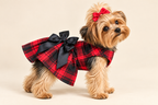 A small Yorkshire Terrier dog wearing a red and black plaid dress with a large black bow, standing against a plain beige studio background. The dog also wears a matching red bow on its head.