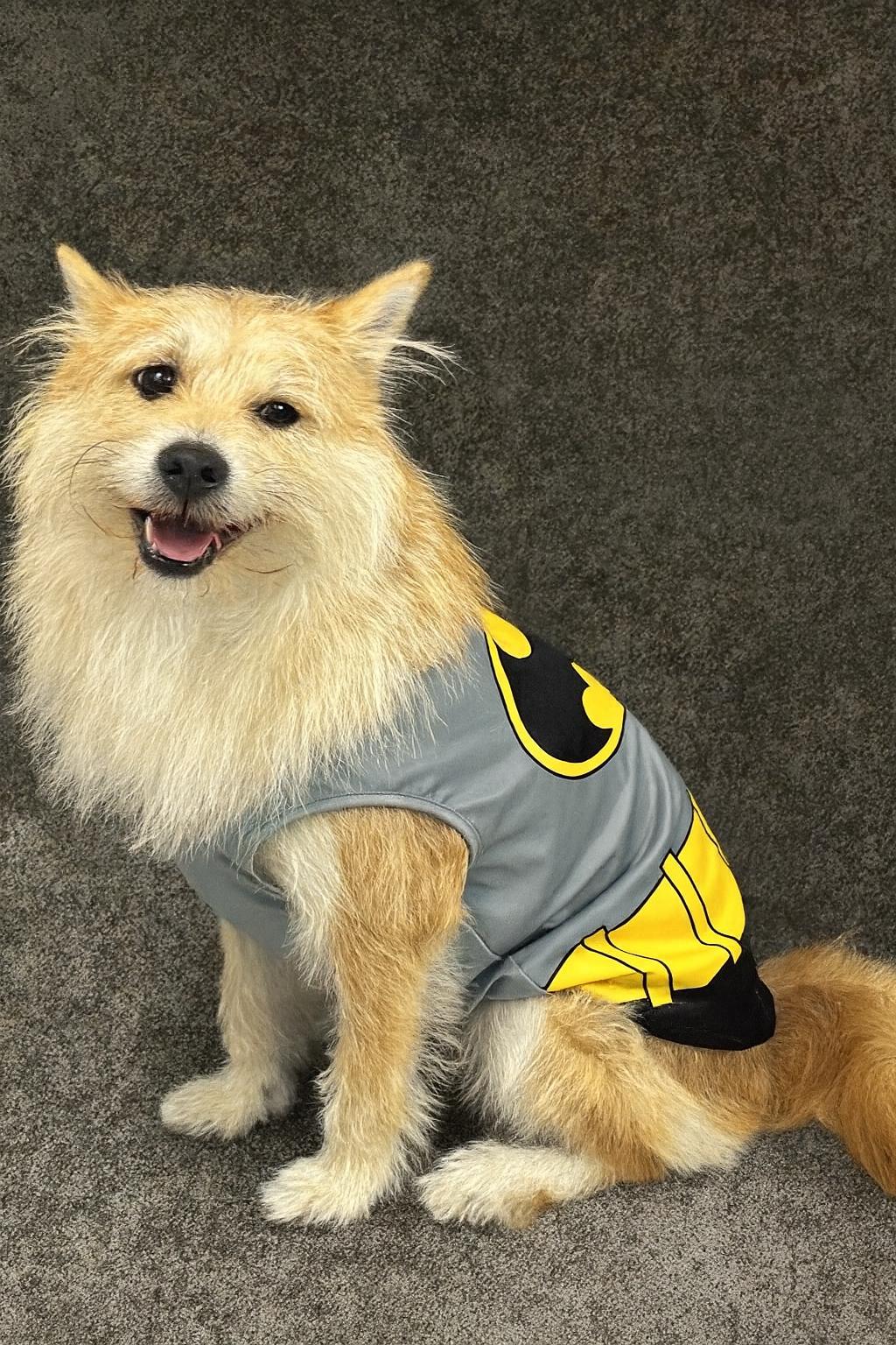 Halloween goes out – ends Sunday