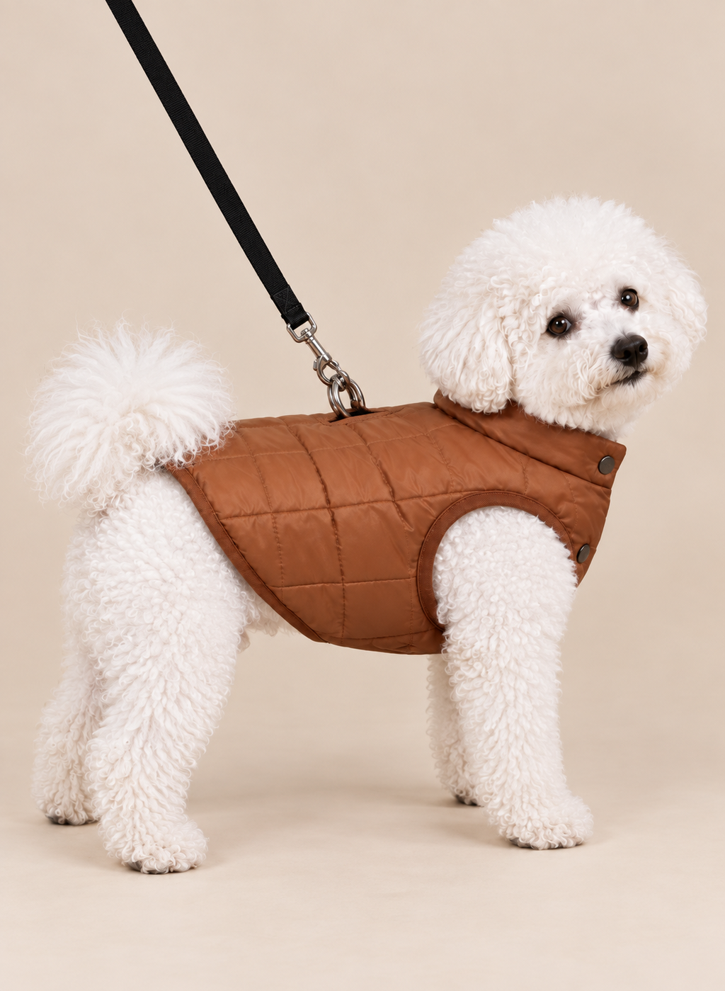 Bichon wearing the Brown Quilted Dog Jacket with leash attached