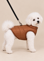 Bichon wearing the Brown Quilted Dog Jacket with leash attached