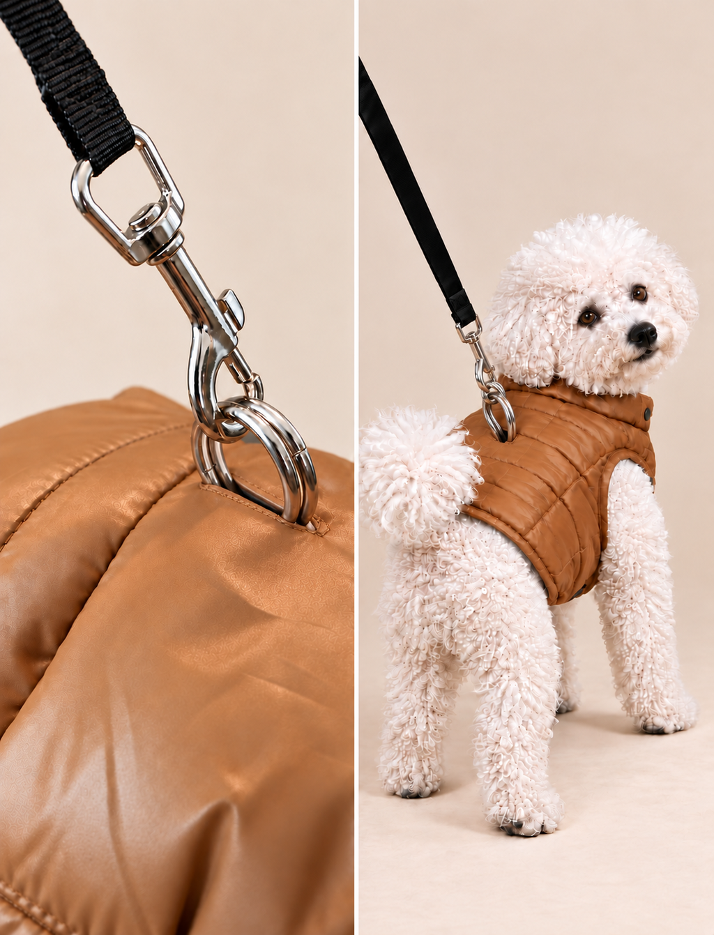 Bichon wearing a brown quilted dog jacket, with a leash clipped to the D-rings of a harness worn underneath.
