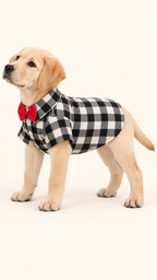 Yellow Labrador puppy wearing black and white buffalo check dog shirt with red bow tie, side view