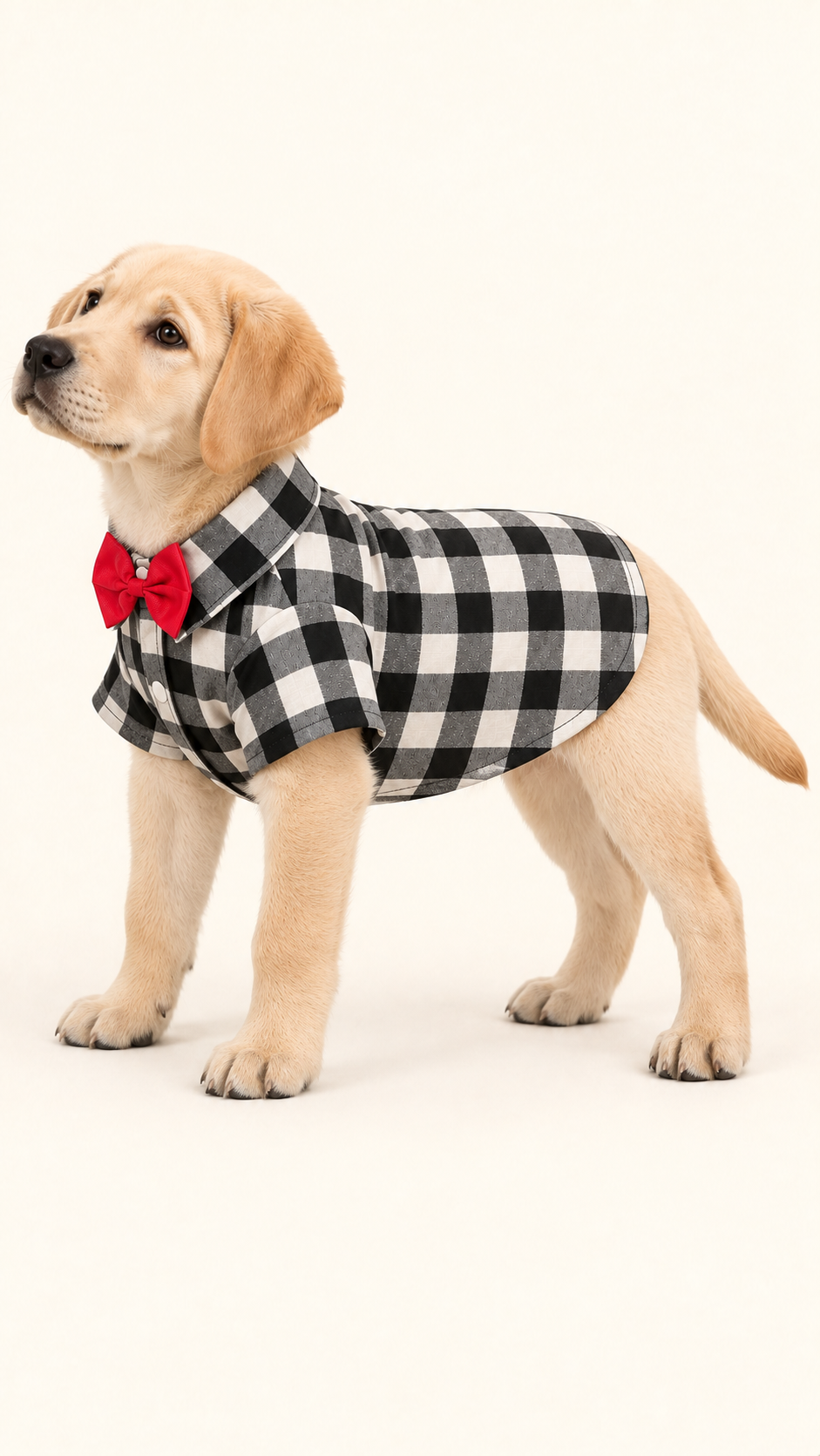 Yellow Labrador puppy wearing black and white buffalo check dog shirt with red bow tie, side view