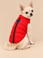Cream Chihuahua seated in a rear three-quarter pose wearing the red quilted dog harness vest without a leash