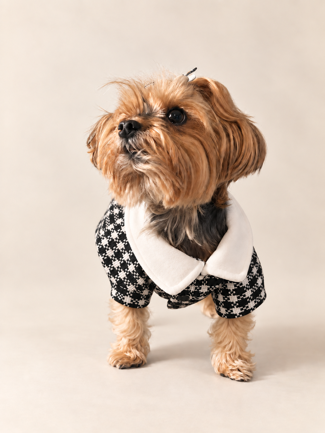 Front view of Keka wearing the fitted houndstooth dog dress with white collar