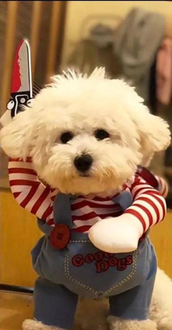 Halloween goes out – ends Sunday!