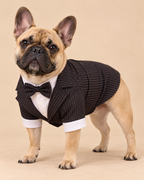 Standing fawn French Bulldog wearing the black pinstripe dog tuxedo with centered bow tie