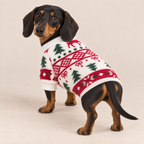 Black and tan Dachshund wearing cream Christmas fleece dog sweater, back view