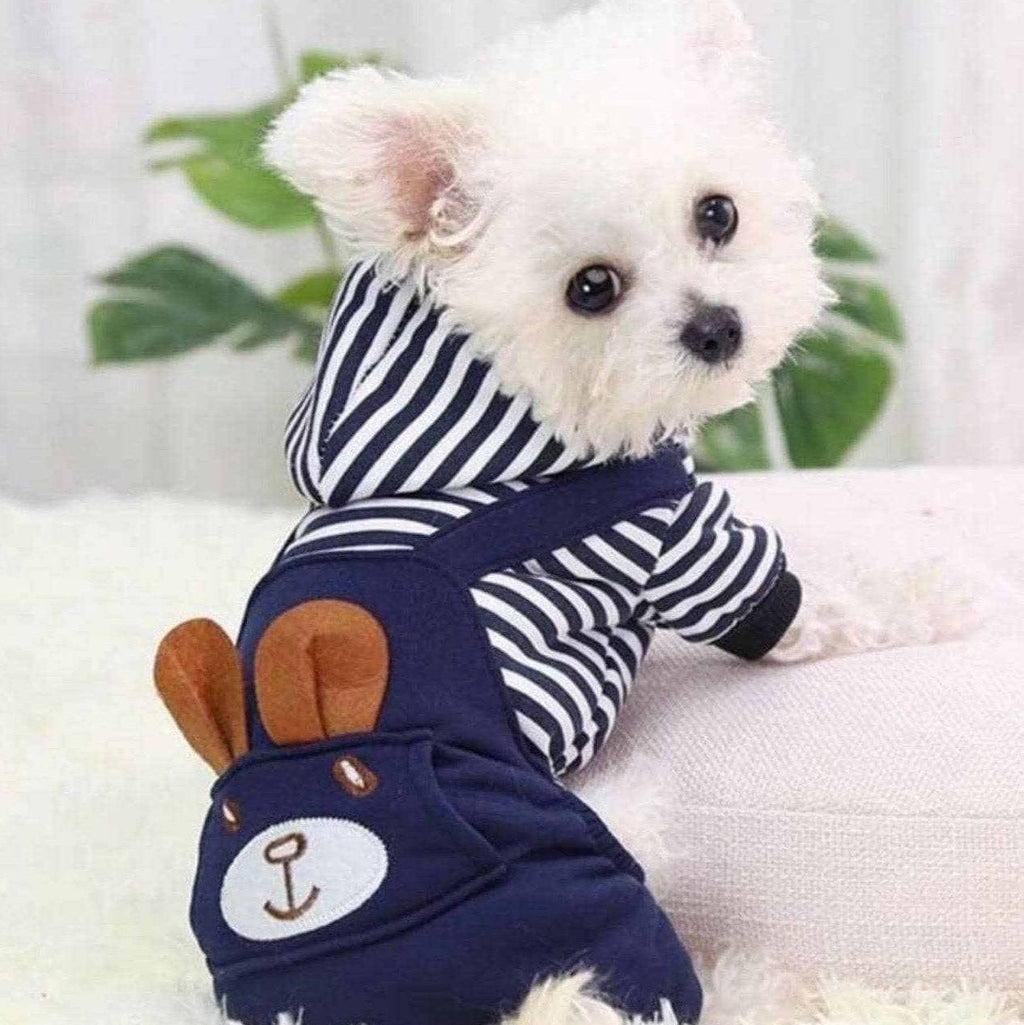 small white dog wearing navy and white sailor dog hoodie with bunny pocket