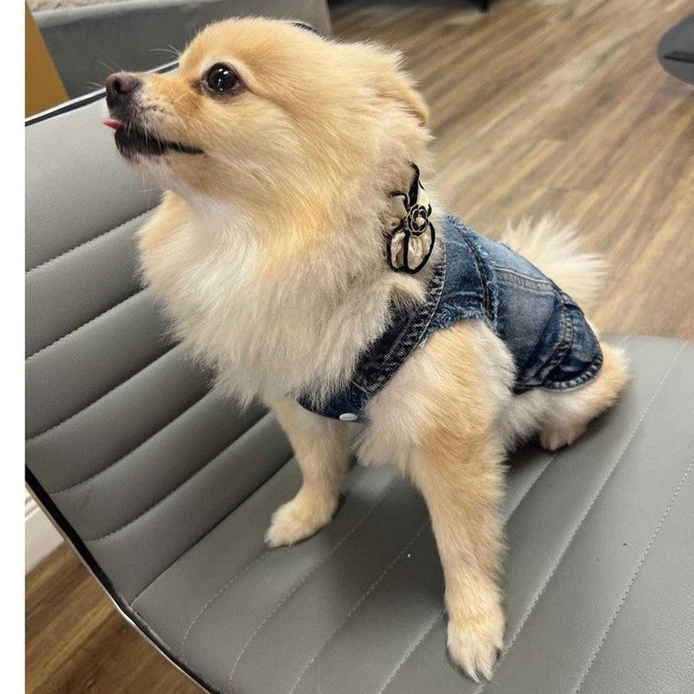 Small dog wearing a denim jacket sitting on a chair indoors.