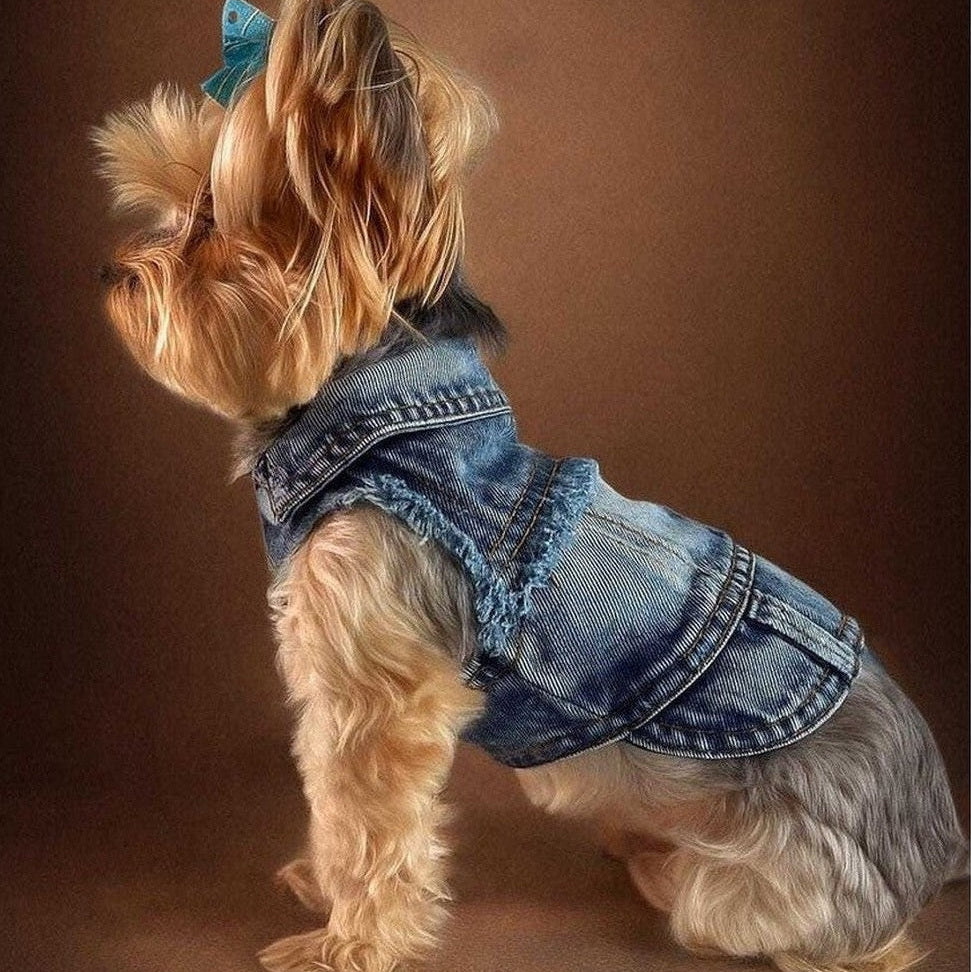 small dog wearing black fashion punk dog vest harness-style outfit
