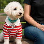 Small white dog wearing red striped dog polo shirt with white collar sitting on park bench next to person
