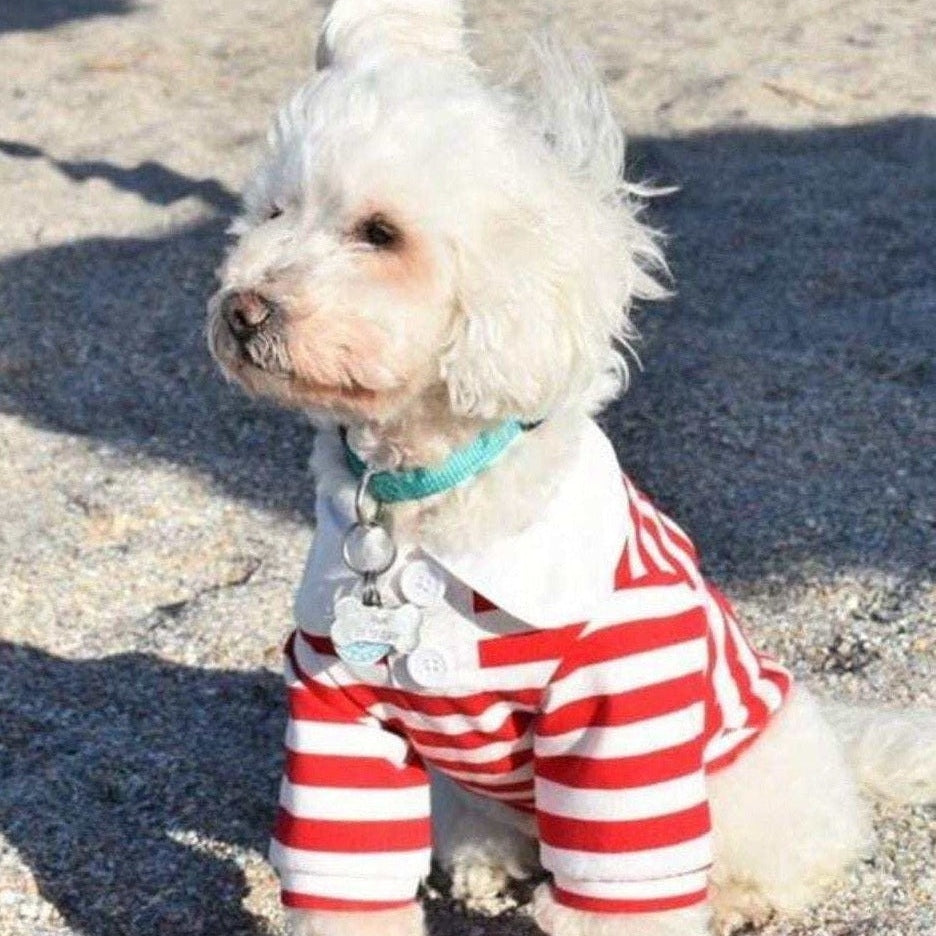 Small white dog wearing a red and white striped outfit on a sandy surface
