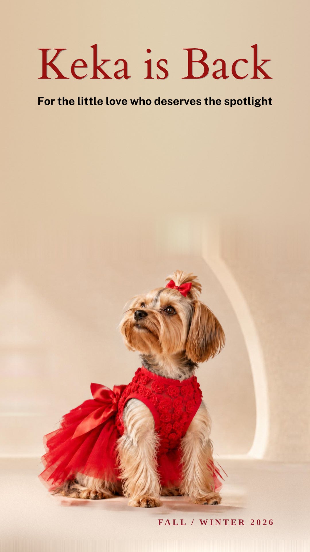 Keka, a Yorkshire terrier, wearing a red rosette tulle party dress with a satin bow, sitting on a beige studio floor