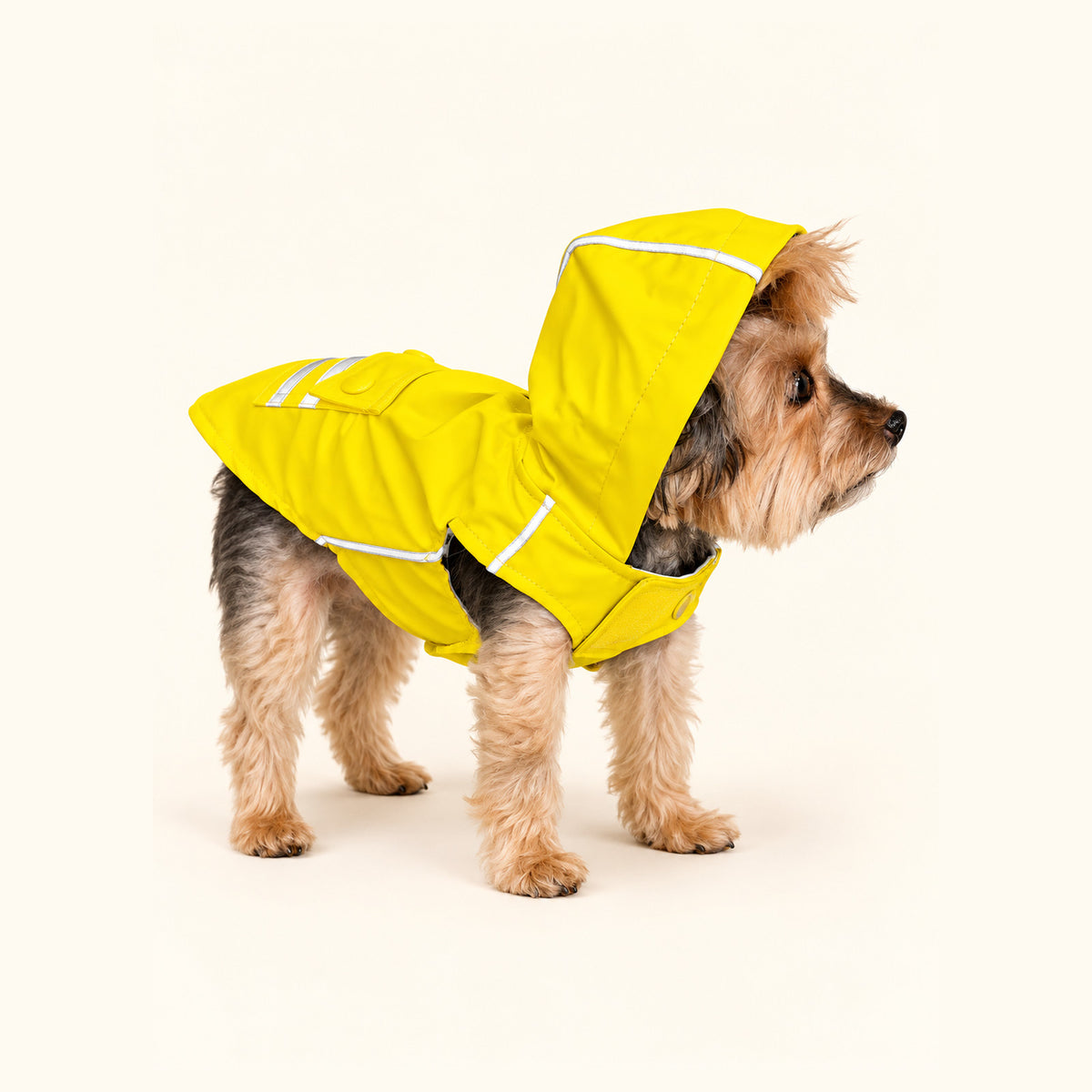 Yorkie wearing the yellow Slicker dog raincoat with the hood up, side view