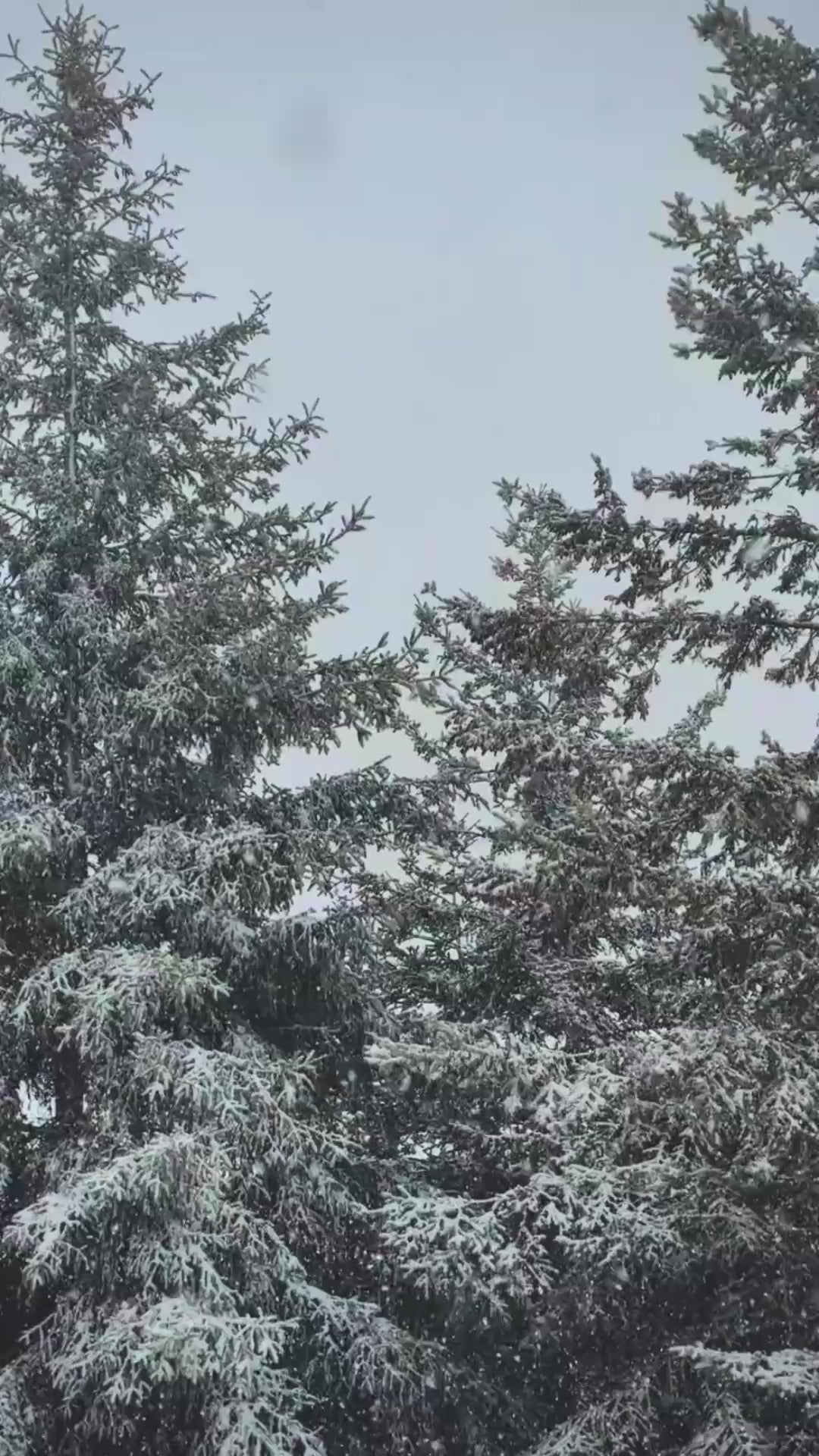 Plaid Dog Harness Vest with Zipper & Double D-Ring — Padded Jacket with Built-In Leash Clip (all sizes)