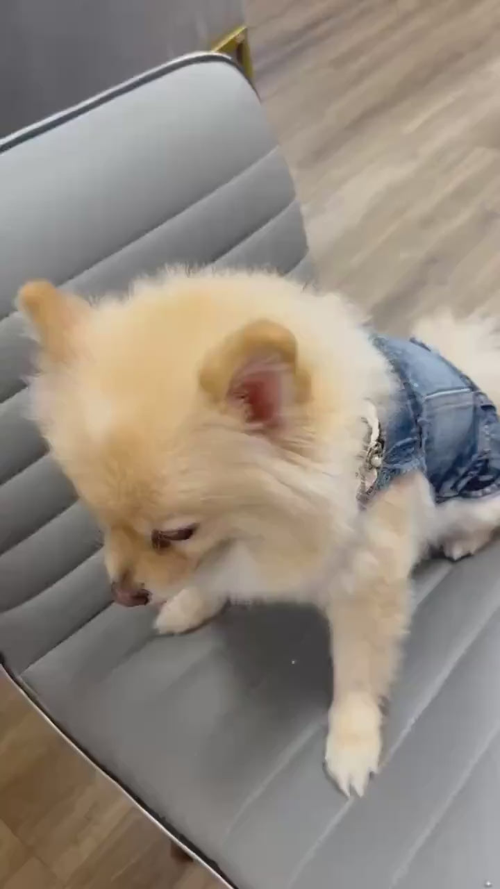 video of a puppy wearing a bluejean vest