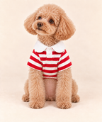 Apricot Toy Poodle seated facing forward in a red striped dog polo, looking up-left with a naturally close-trimmed belly