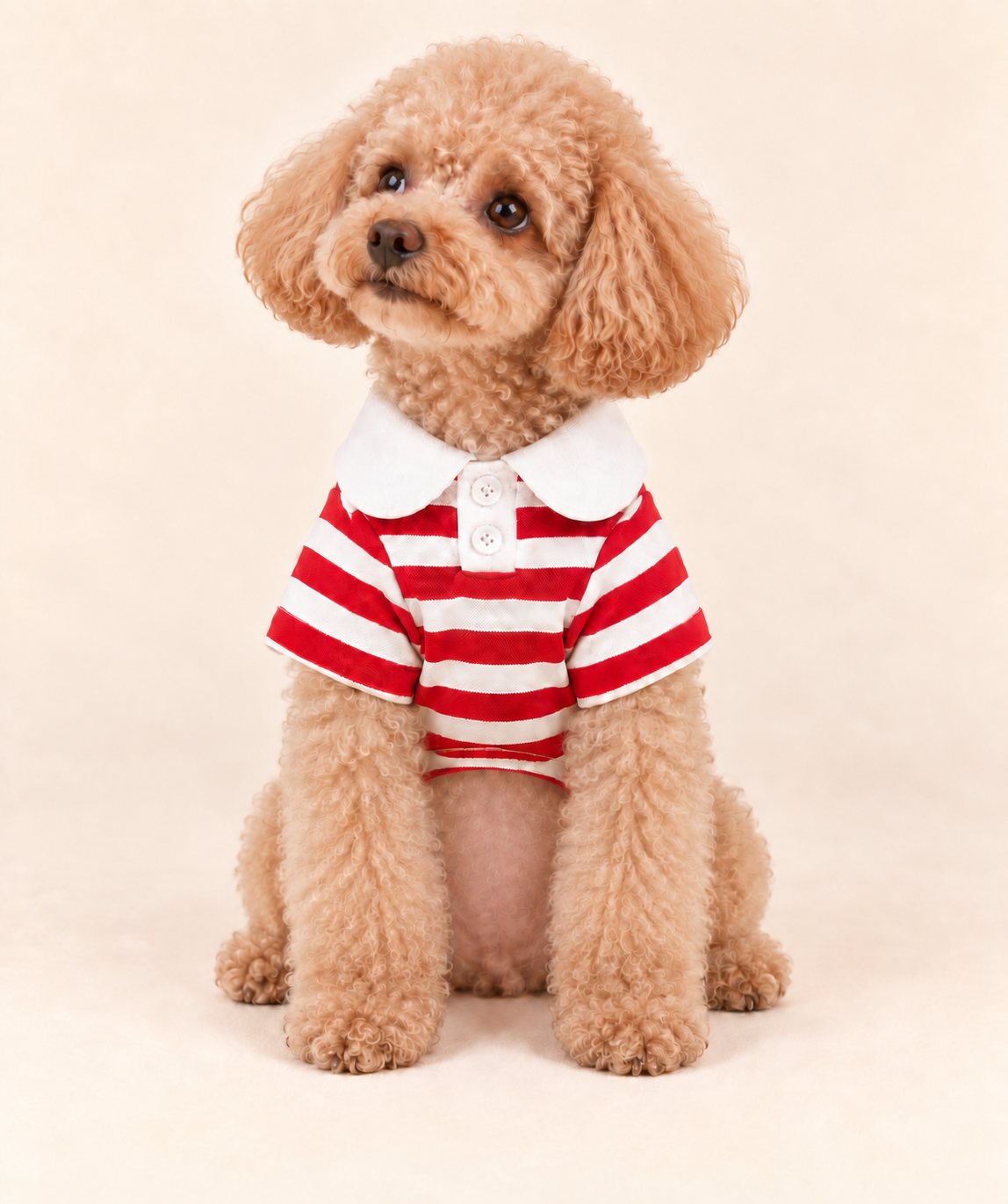Apricot Toy Poodle seated facing forward in a red striped dog polo, looking up-left with a naturally close-trimmed belly