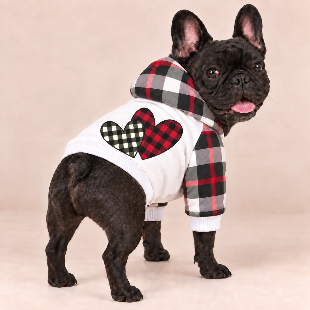 Black French Bulldog wearing white plaid dog hoodie, back view showing two overlapping hearts