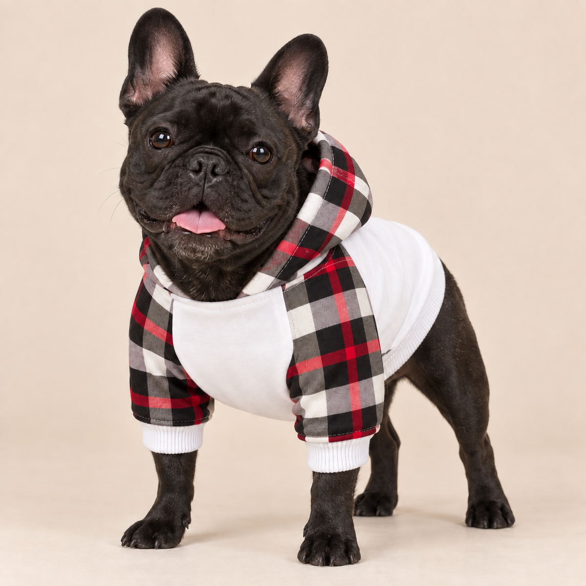 Black French Bulldog wearing white dog hoodie with plaid hood and sleeves, front view